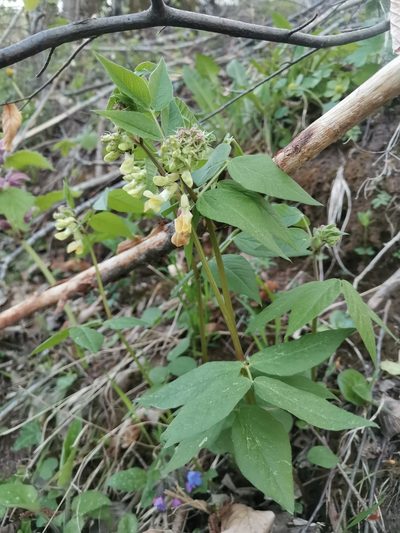 Vicia oroboides, photographed by Ljaž