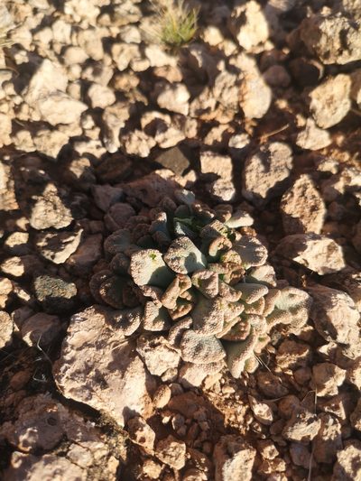 Titanopsis calcarea, photographed by Ricus Nel