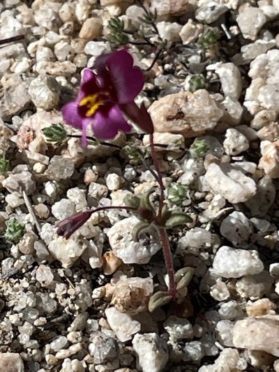 Erythranthe purpurea, photographed by Sula Vanderplank