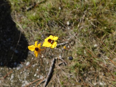 Coreopsis leavenworthii, photographed by David Garza