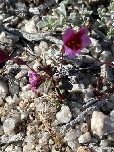 Erythranthe purpurea, photographed by Sula Vanderplank