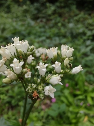 Galianthe laxa, photographed by Adriel Magnetti
