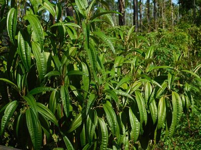 Miconia bicolor