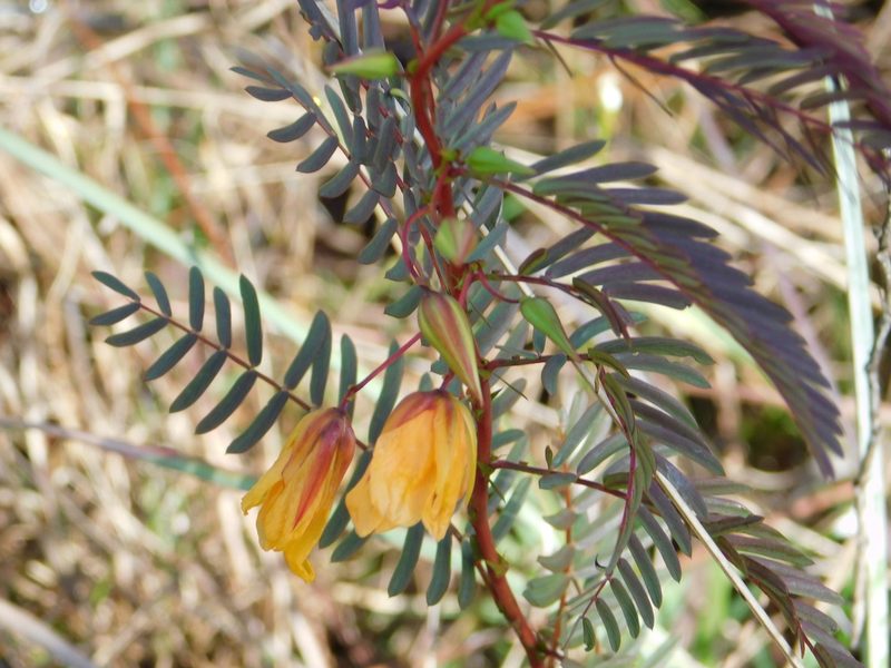 Chamaecrista deeringiana, photographed by David Garza
