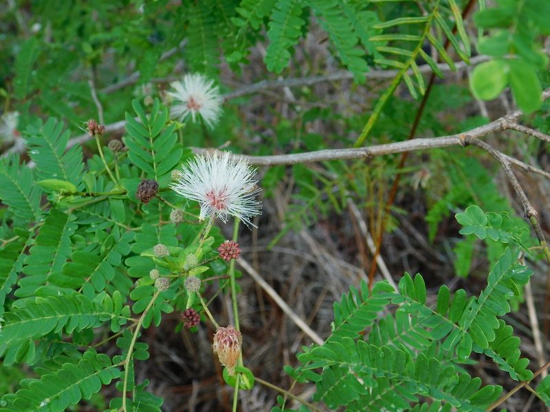 Lysiloma latisiliquum, photographed by David Garza