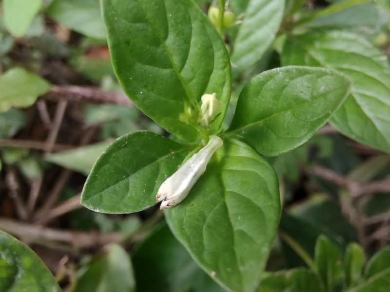 Spigelia humboldtiana, photographed by Adriel Magnetti