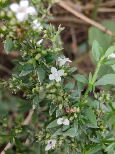 Galianthe brasiliensis, photographed by Adriel Magnetti