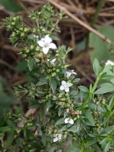 Galianthe brasiliensis, photographed by Adriel Magnetti