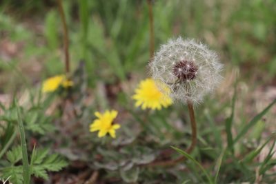 Taraxacum erythrospermum, photographed by Mark G