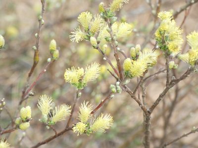 Salix repens, photographed by Steve Lawson