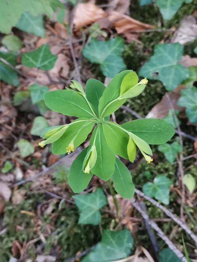 Euphorbia carniolica, photographed by Ljaž
