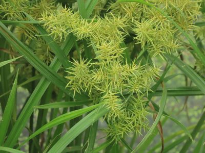 Cyperus odoratus, photographed by chiuluan
