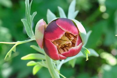 Paeonia californica, photographed by Madeleine Claire