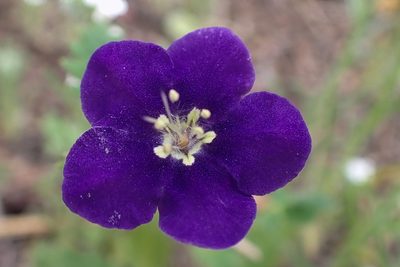 Phacelia parryi, photographed by Madeleine Claire