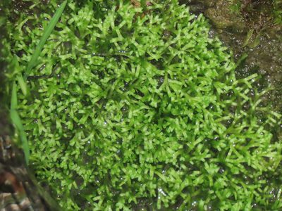 Riccia fluitans, photographed by chiuluan
