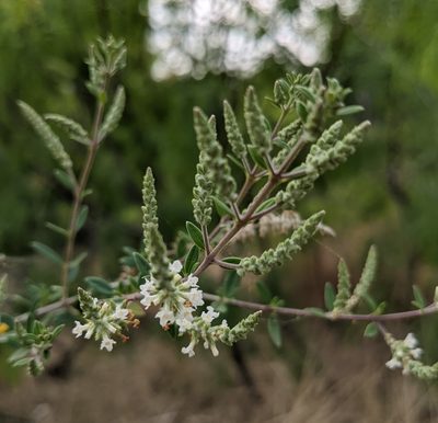 Aloysia gratissima, photographed by mattmsa