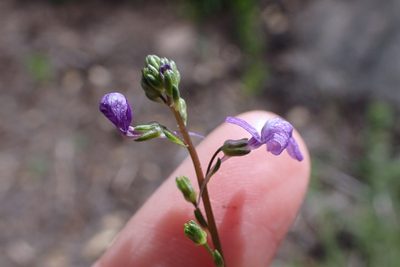 Nuttallanthus texanus, photographed by Madeleine Claire