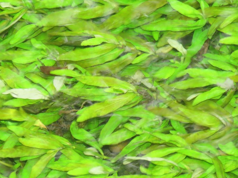 Hygrophila polysperma, photographed by chiuluan