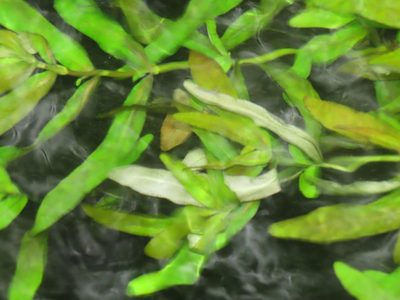 Hygrophila polysperma, photographed by chiuluan