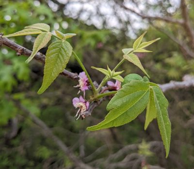 Ungnadia speciosa, photographed by mattmsa
