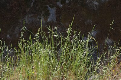 Festuca microstachys, photographed by Steve Matson