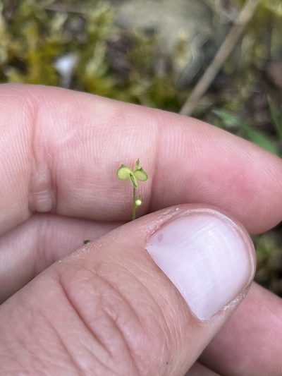 Ranunculus hebecarpus, photographed by Kristen Nelson