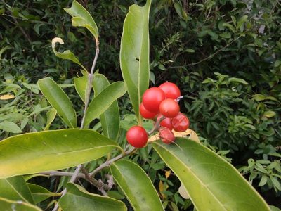 Citharexylum montevidense, photographed by Adriel Magnetti