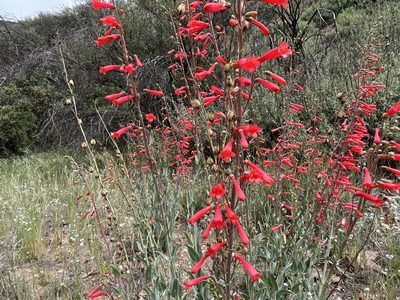 Penstemon centranthifolius, photographed by Kristen Nelson