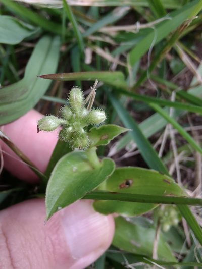 Tripogandra glandulosa, photographed by Adriel Magnetti