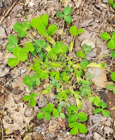 Trifolium stoloniferum, photographed by Terri Koontz