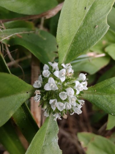Spermacoce dasycephala, photographed by Adriel Magnetti