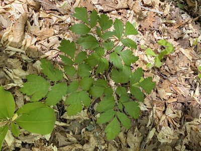 Actaea racemosa, photographed by Carol Ann McCormick