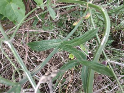 Verbena litoralis, photographed by Adriel Magnetti