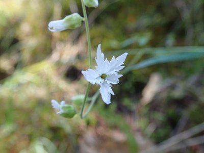 Lithophragma campanulatum, photographed by joergmlpts