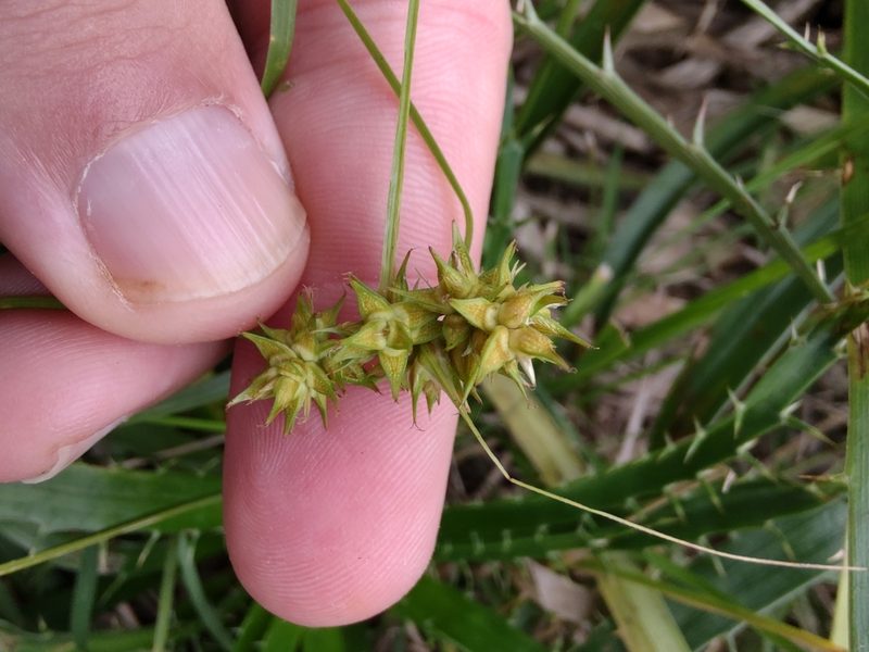 Carex bonariensis, photographed by Adriel Magnetti