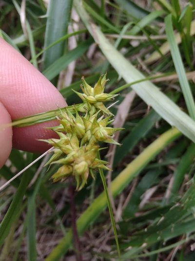 Carex bonariensis, photographed by Adriel Magnetti