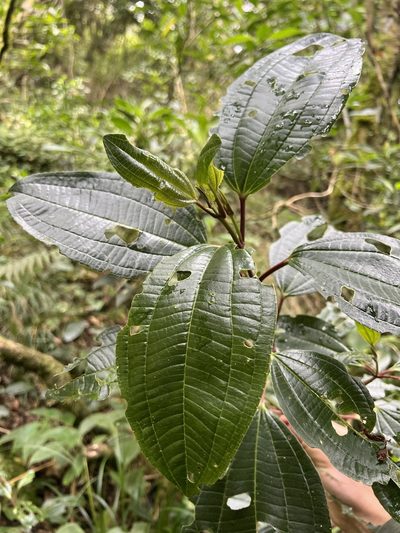 Axinaea macrophylla, photographed by Nicolás Baresch Uribe
