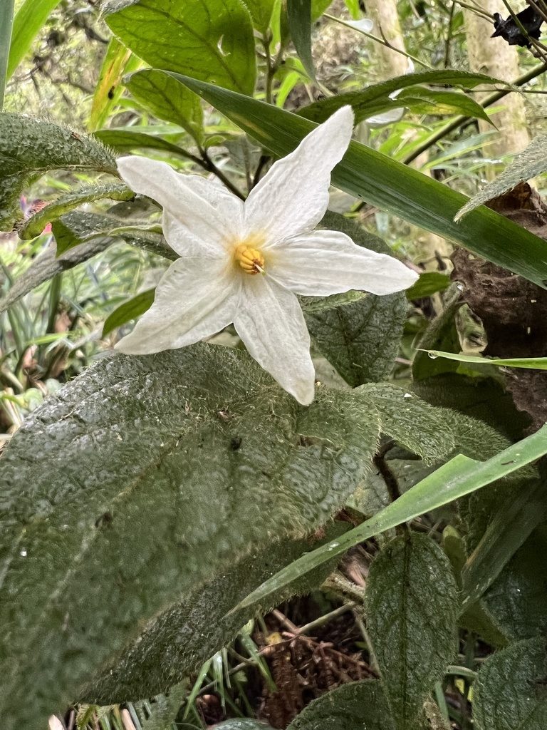 Lycianthes acutifolia, photographed by Nicolás Baresch Uribe