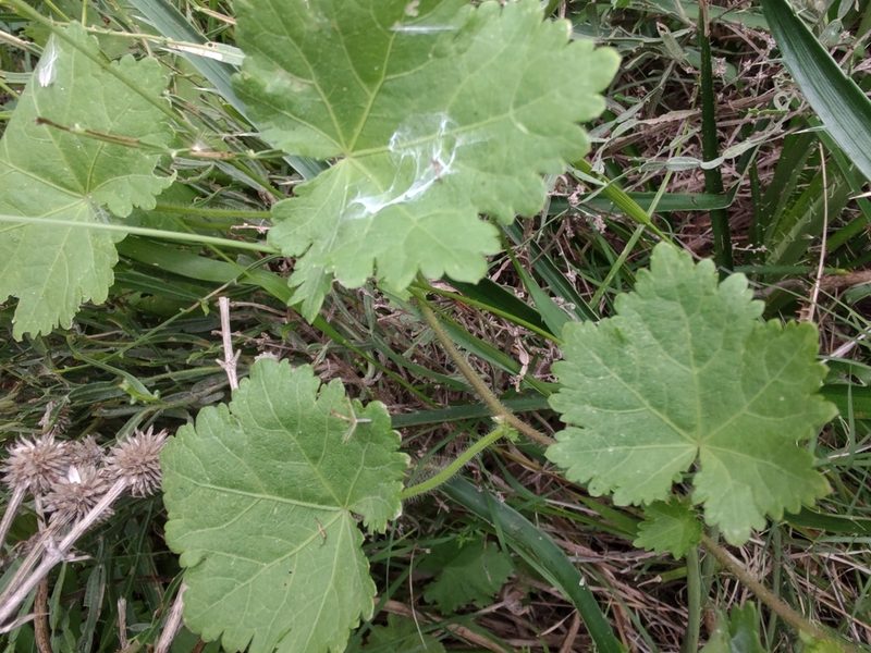 Modiolastrum malvifolium, photographed by Adriel Magnetti