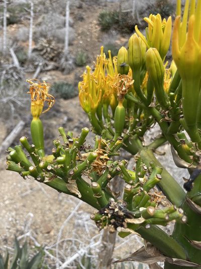 Agave sebastiana, photographed by Sula Vanderplank