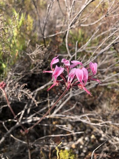 Pelargonium dipetalum, photographed by Charleen Brunke