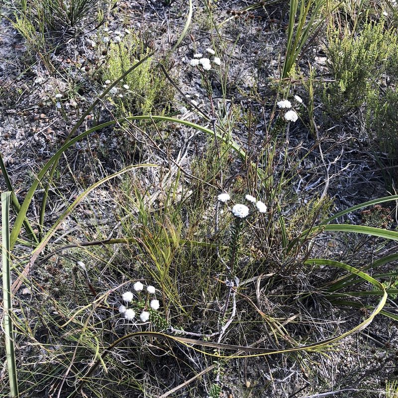 Phylica selaginoides, photographed by Charleen Brunke