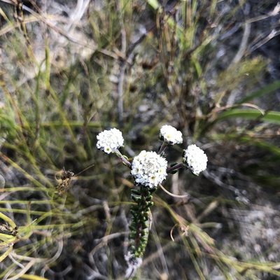 Phylica selaginoides, photographed by Charleen Brunke