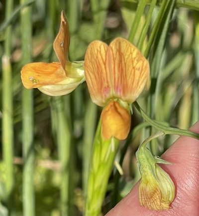 Lathyrus hierosolymitanus, photographed by Henrik Kibak
