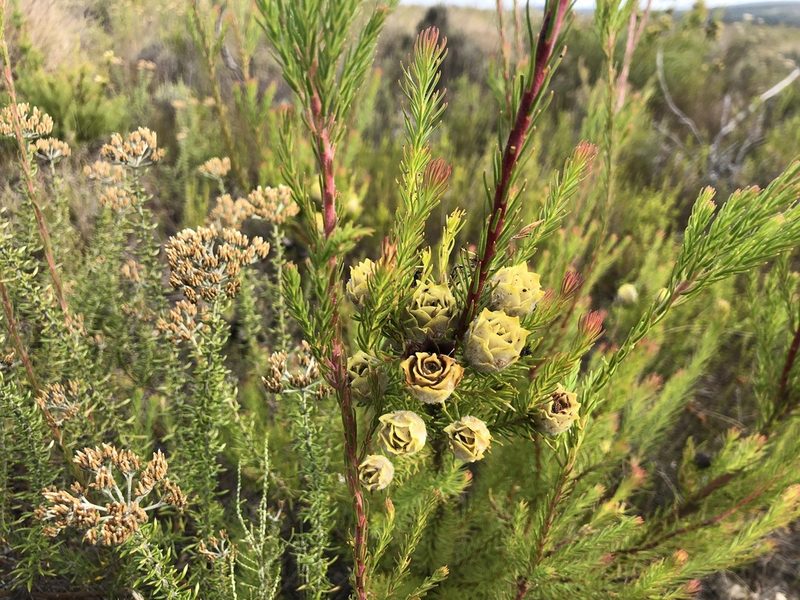 Leucadendron laxum, photographed by Charleen Brunke