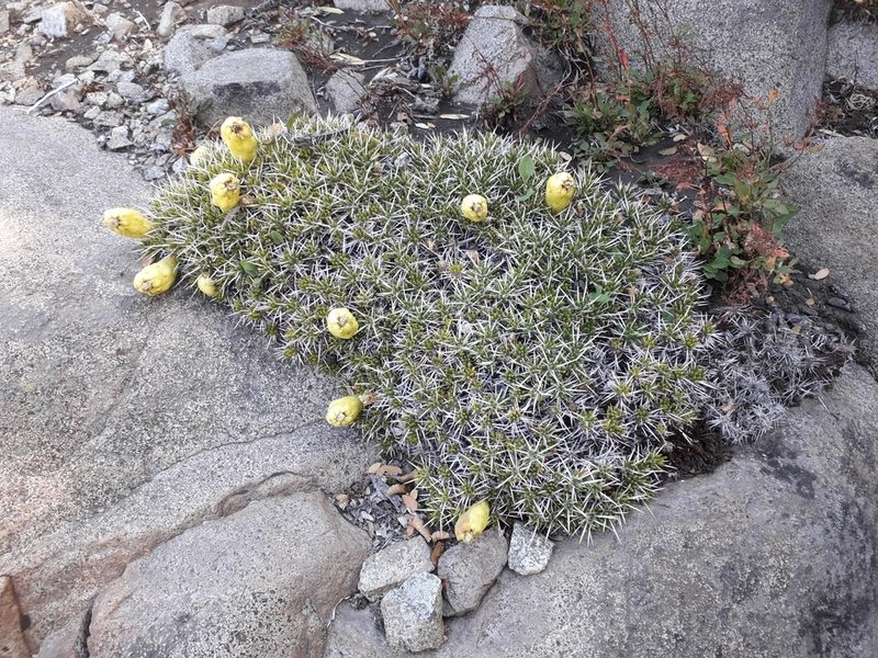 Maihuenia poeppigii, photographed by Alexey Novoselov