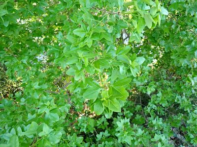Acer monspessulanum, photographed by David Delon