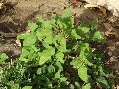 Amaranthus viridis