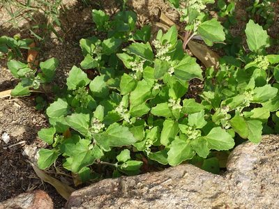 Chenopodiastrum murale, photographed by Christian Berg