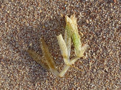 Halophila stipulacea, photographed by Christian Berg